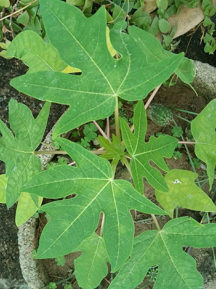 Papaya Sapling