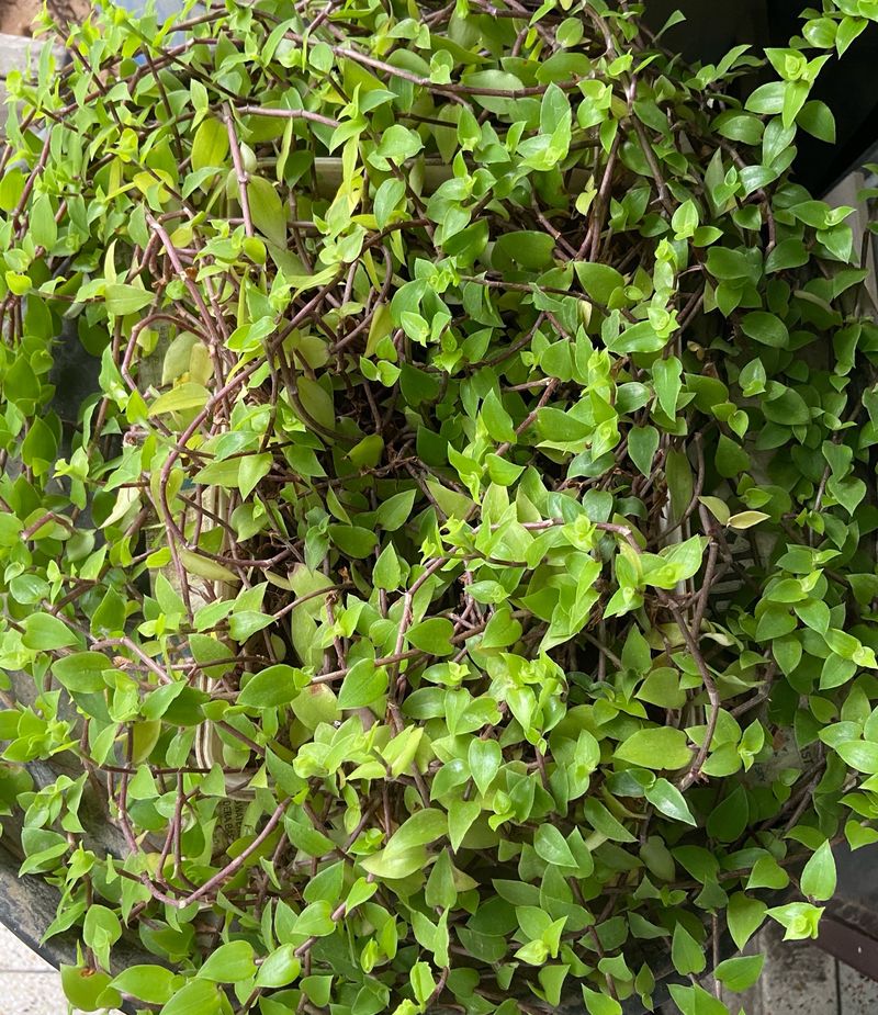 Turtle Vine And Tangled Heart Plant