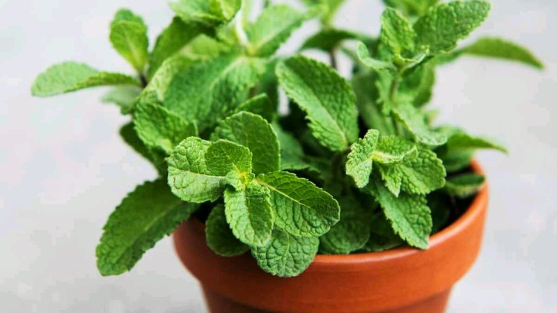 Podina Root's With Plastic Pot