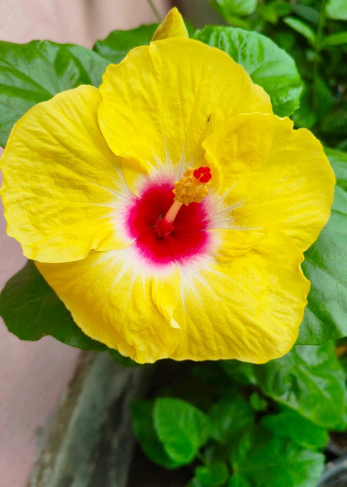 Hawaiian Hibiscus