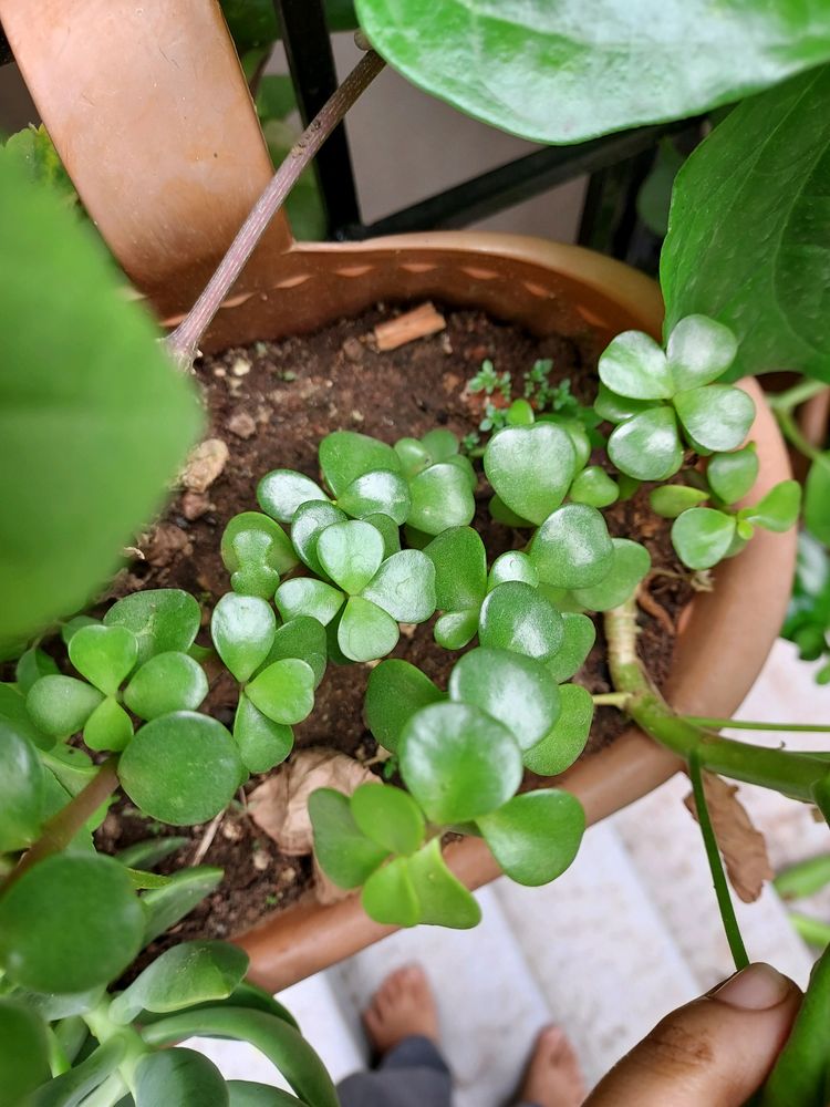 Jade Plant With Roots