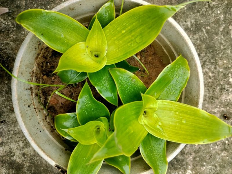 Basket Plant