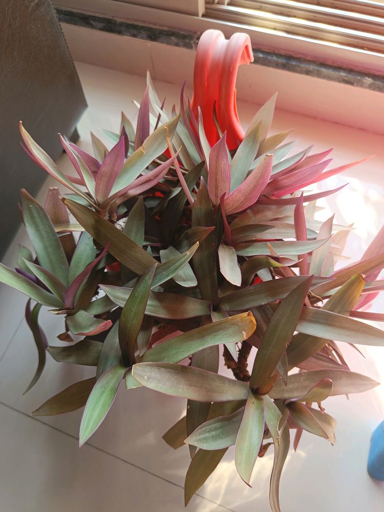 Moses In The Boat, Snake Plant And Seeds