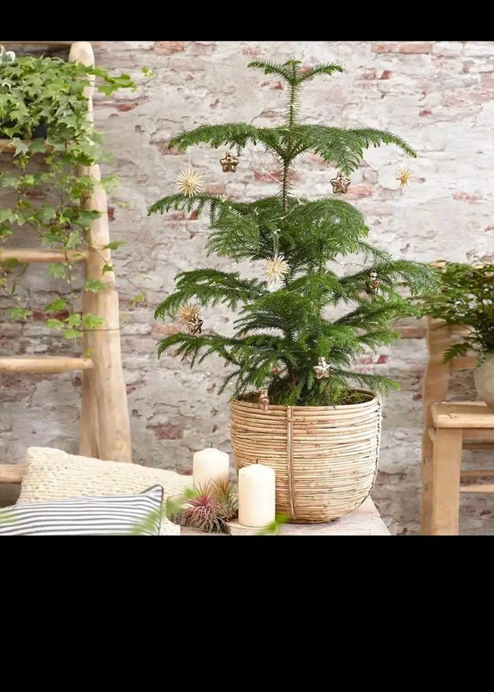 Chritsmas Plant Live  Indoor / Outdoor