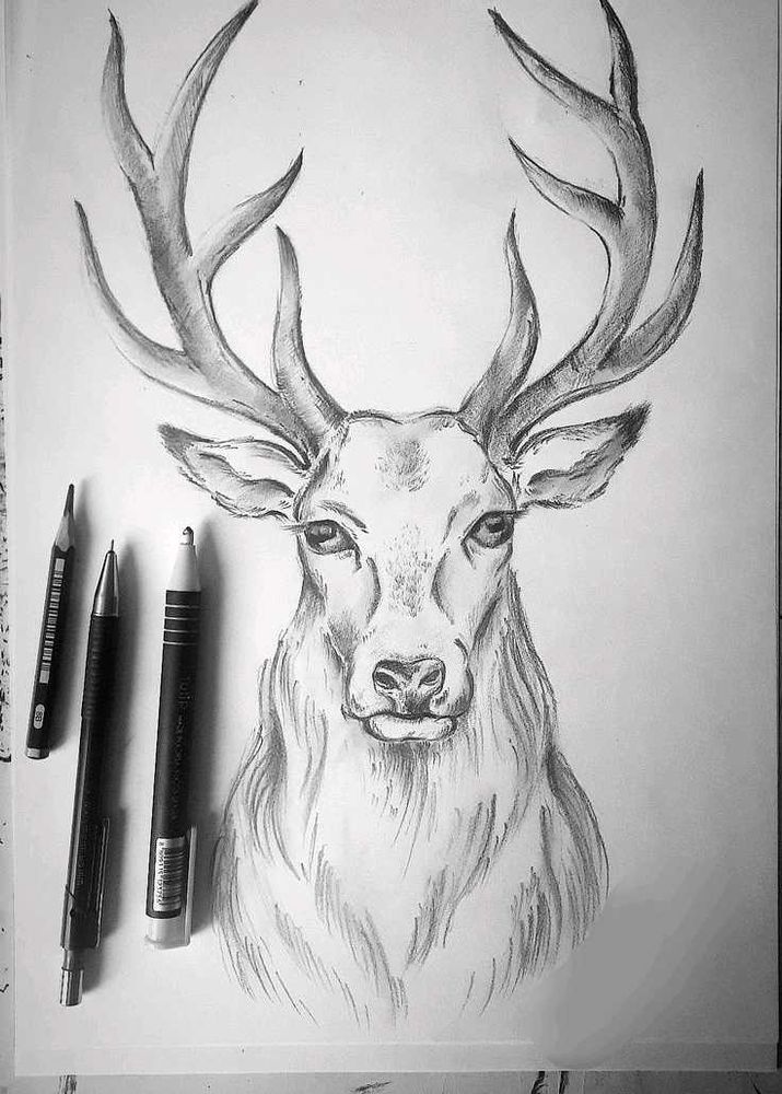 Deer Pencil Sketch