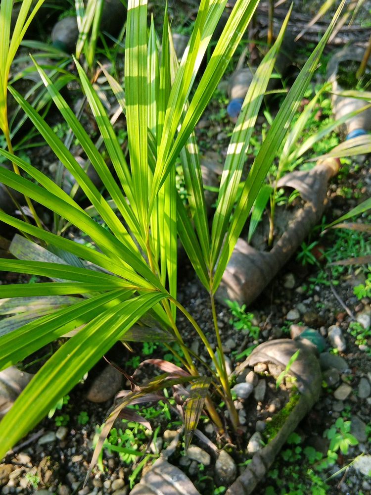 Areca Palm Double Tree