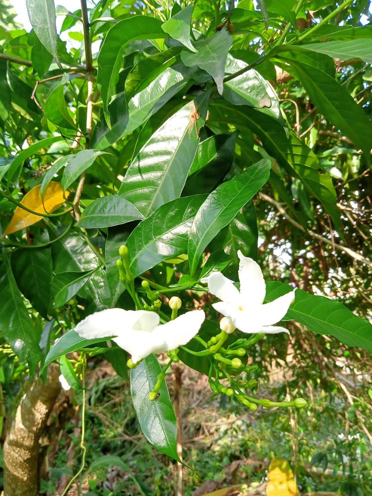 Chandani Plant