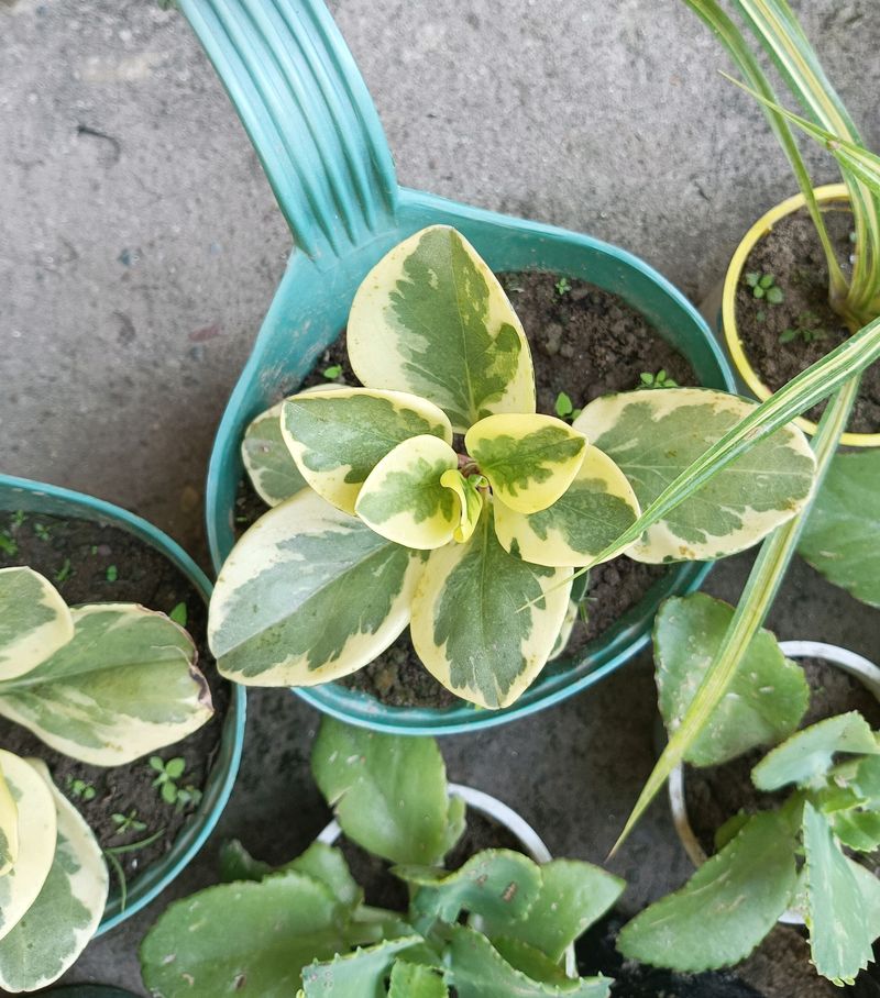 Variegated Peperomia