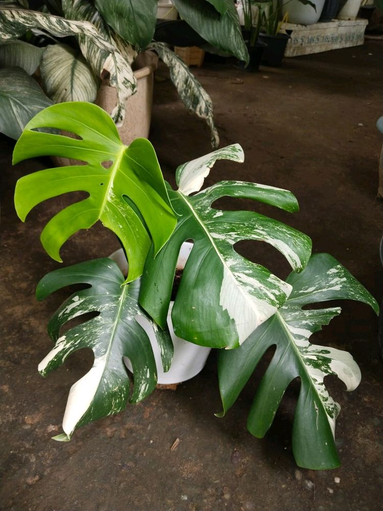 Monstera albo