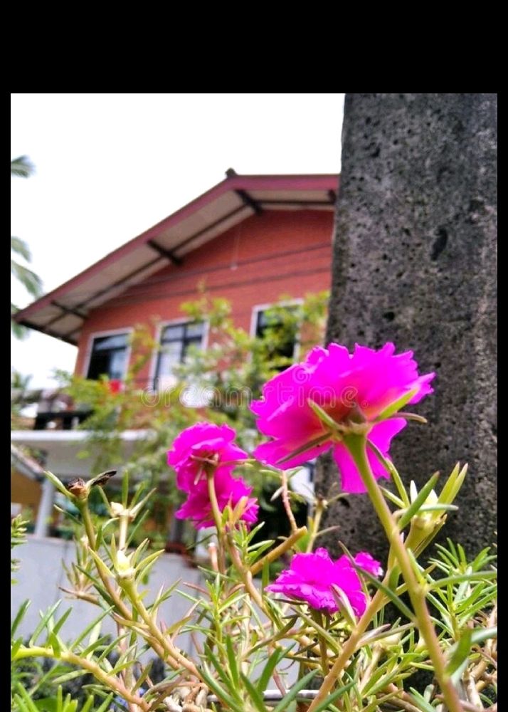 Portulaca Cutting