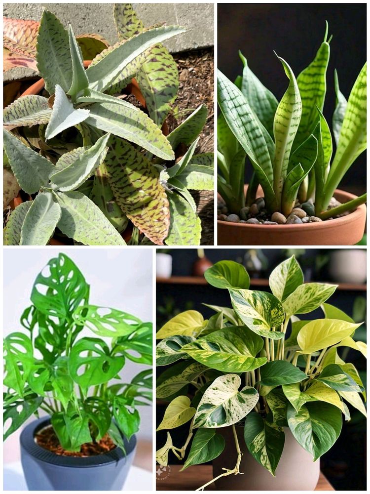 Combo Of Four 🍀 amazing Plants! Price Drop ❤️