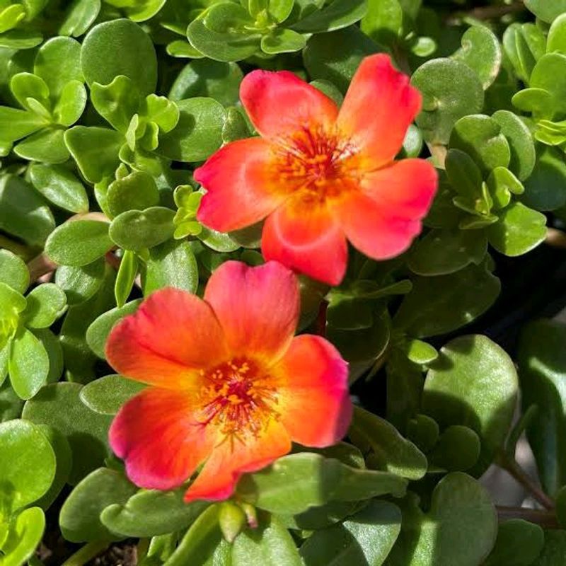 Combo Of 20 Stems OfWhite Portulaca Nd Red Purlane