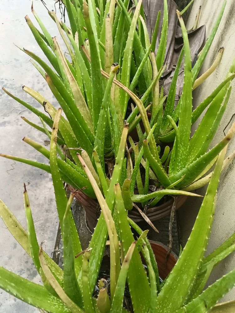 Aloe Vera Plant 🌵