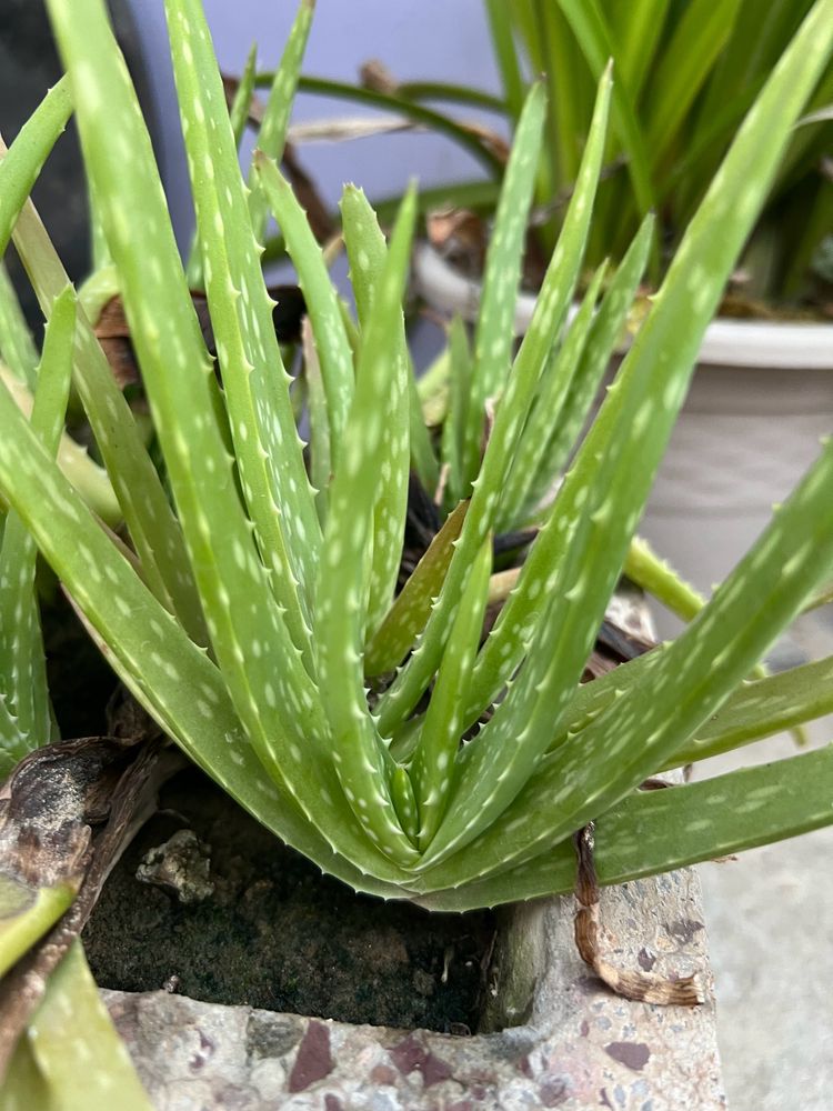 Air purifying and medicinal aloe vera plant