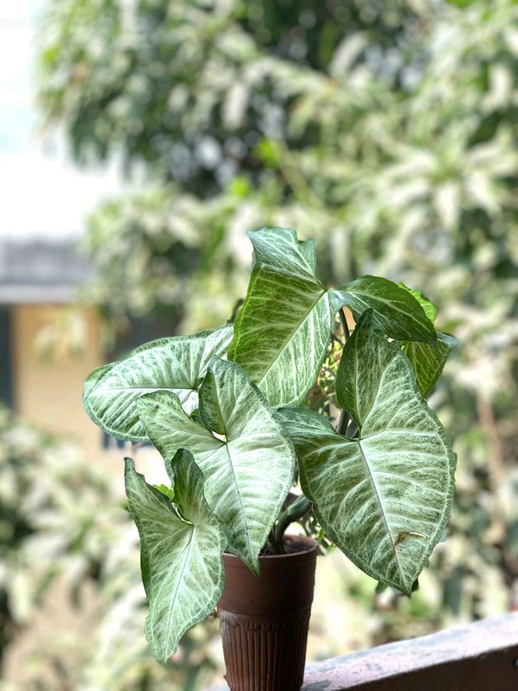 SYNGONIUM PODOPHYLLUM - Air Purifier