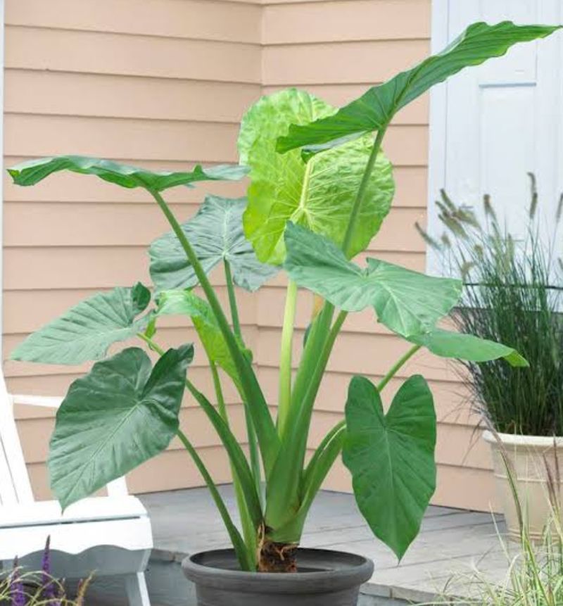 Alocasia Plant ☘️