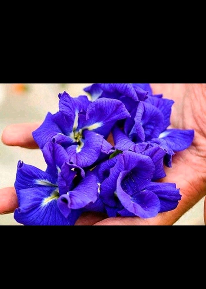 Butterfly Pea Flower 200