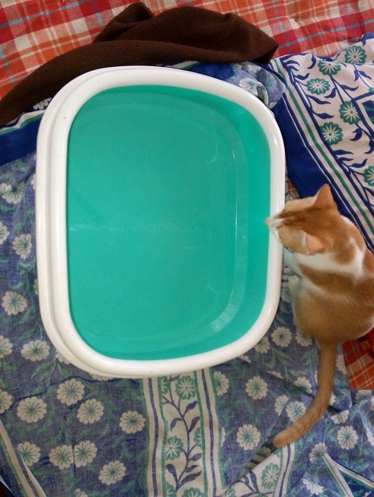 Cat Litter Tray