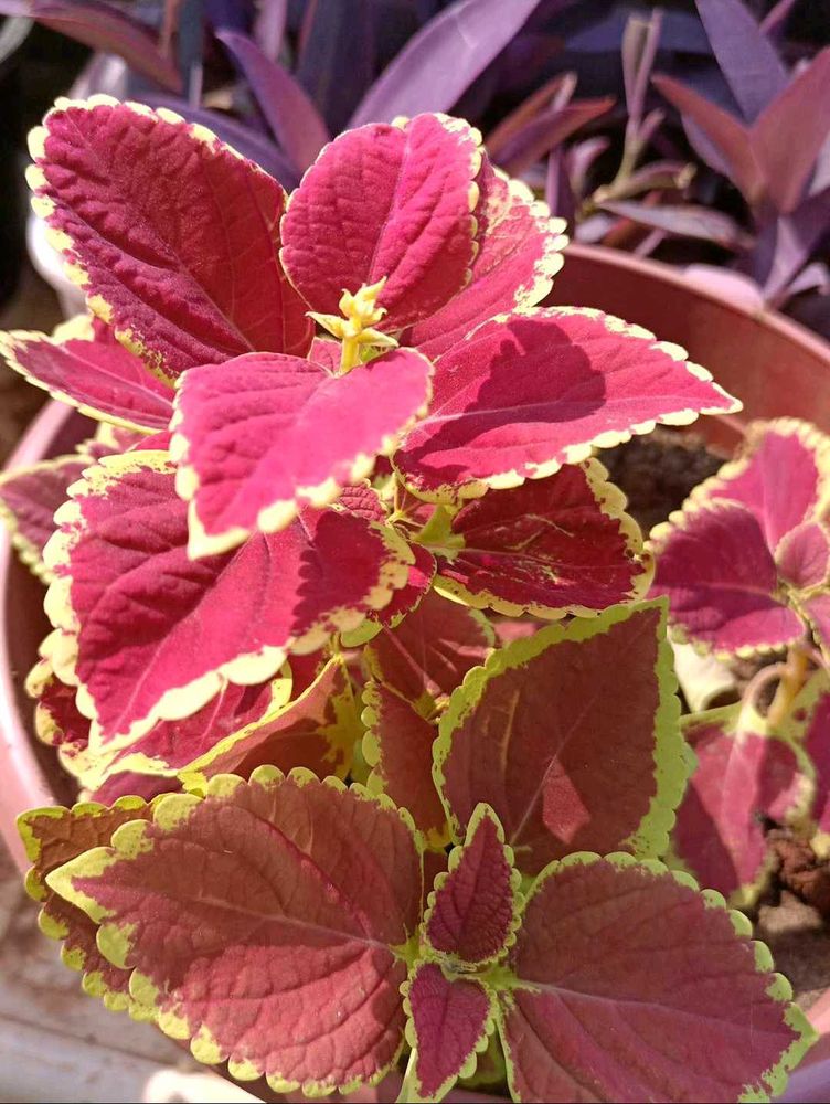 Coleus