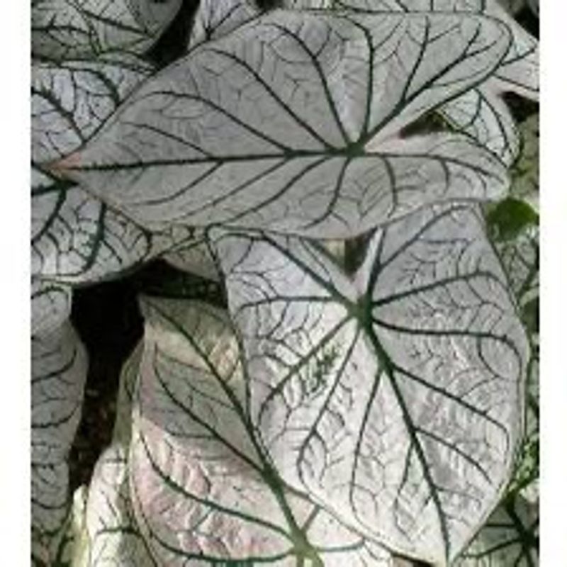 Xmas Caladium