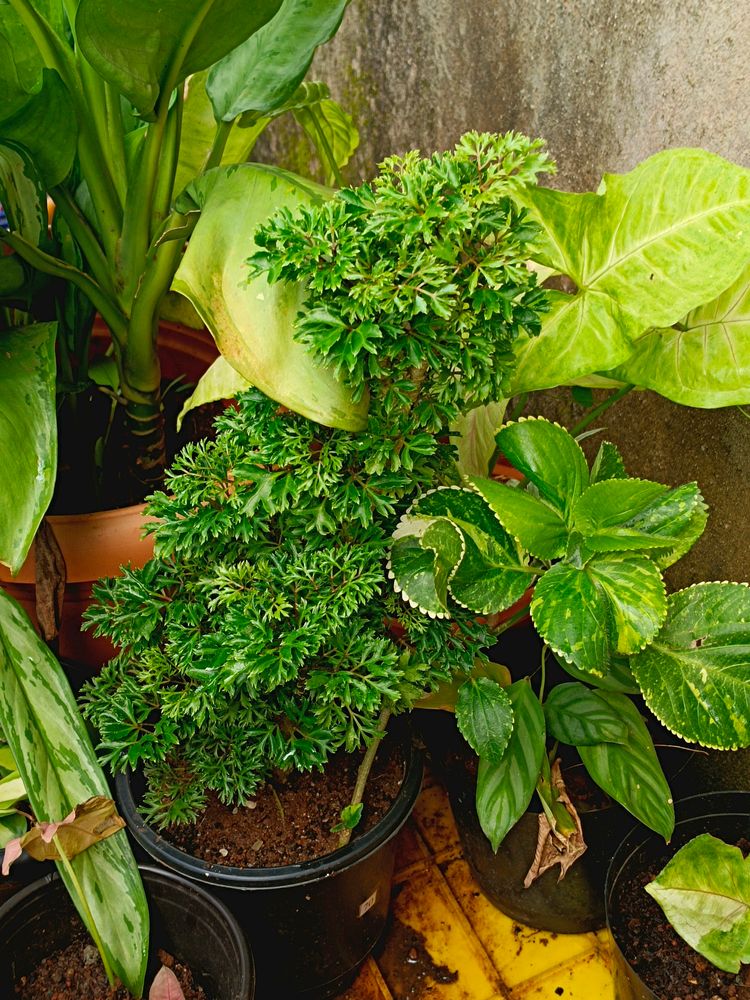 Bonsai Aralia Plant