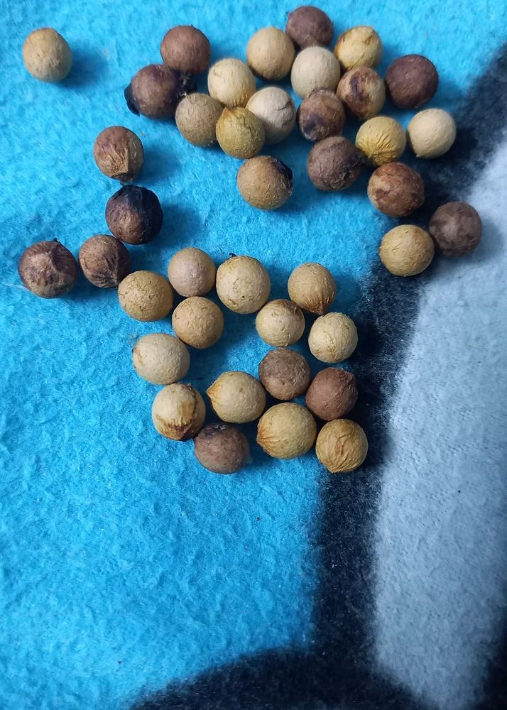 Sandalwood Tree Seeds 5