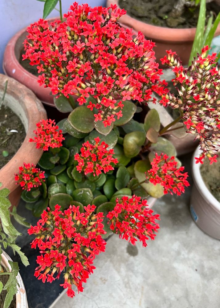 Red Kalanchoe Plant