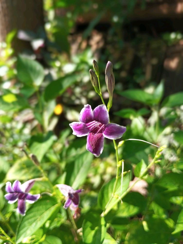 Chinese Violet