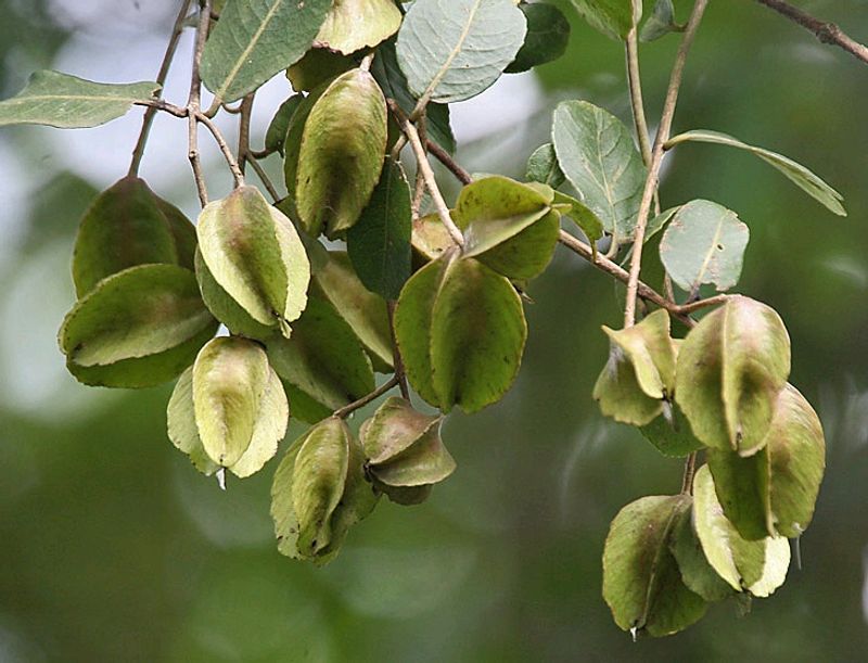 Arjun Bark Ayurvedic