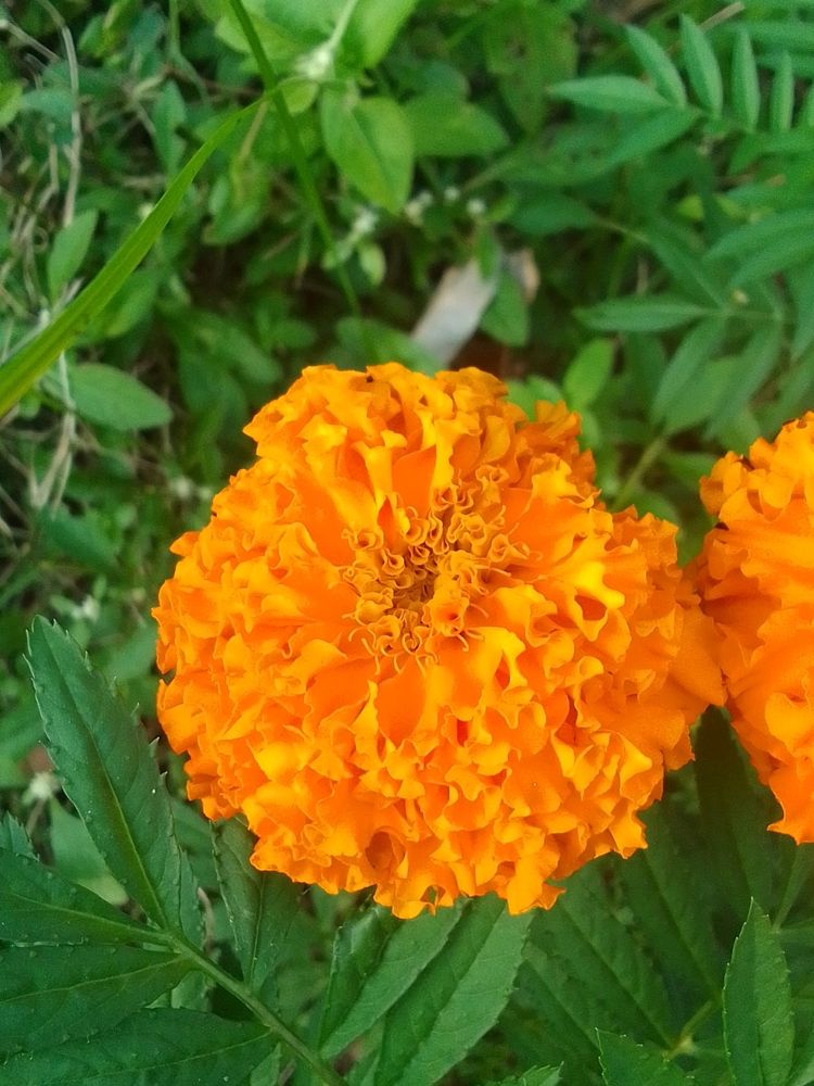 Marigold Flower Plant