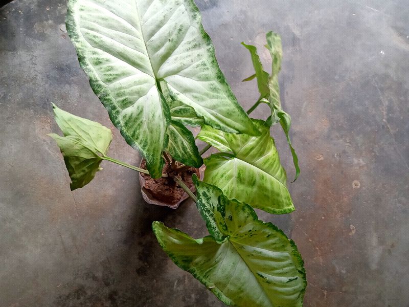 Caladium, Sadabhar Plants