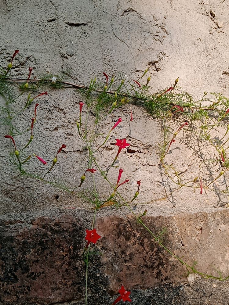 Cypress Vine Seeds