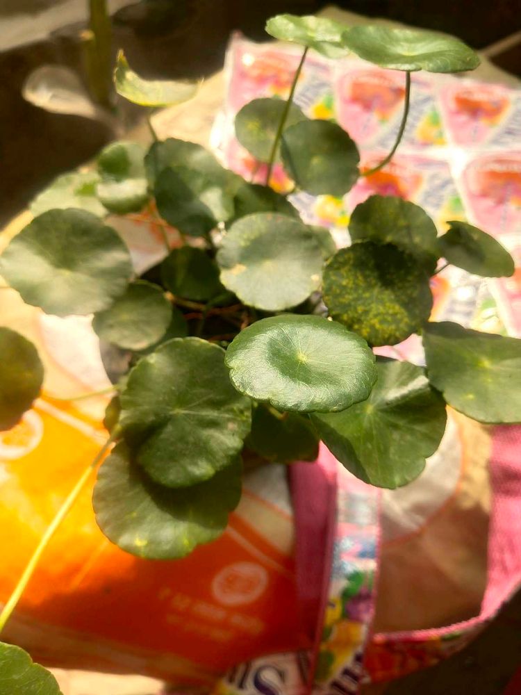 Brahmi Coin Plant ( Panny Worth ) Full Pot