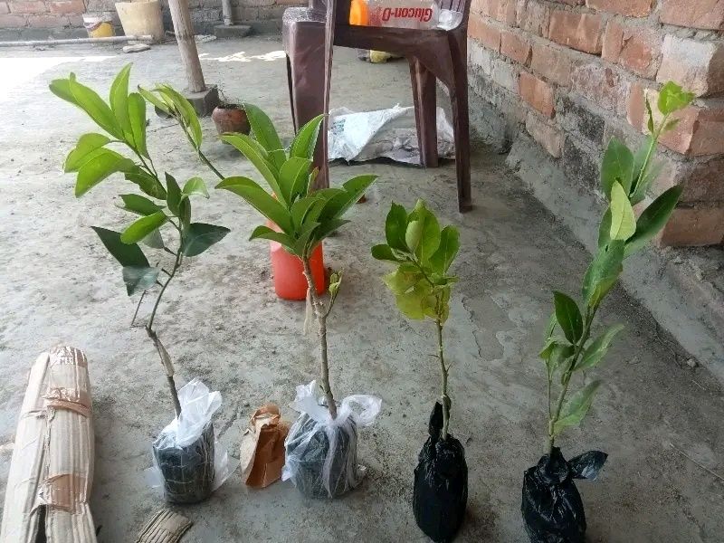 Hybrid Air Grafted Lemon Plant