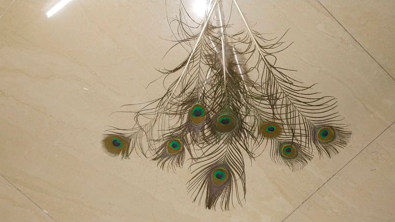 Wall Decorating With Peacock Feather