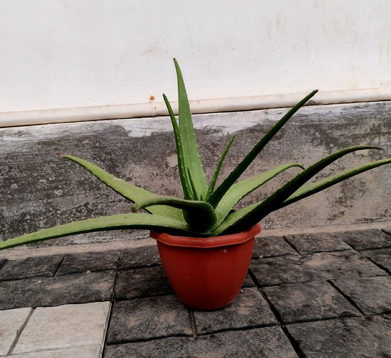 Aloe Vera Plant