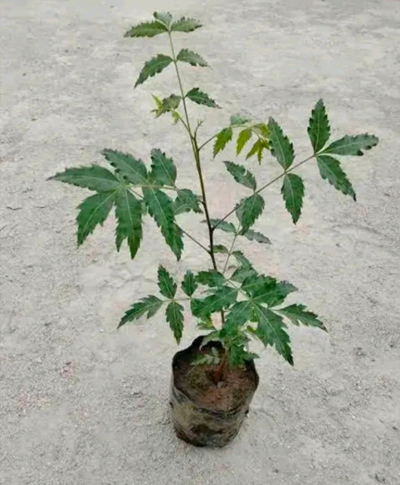 Healthy Neem Plant With Good Root