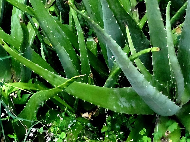 Aloe Vera Leaf Rs 10