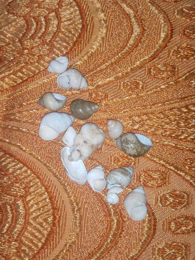 Small Sea Shells And Tiny Rocks