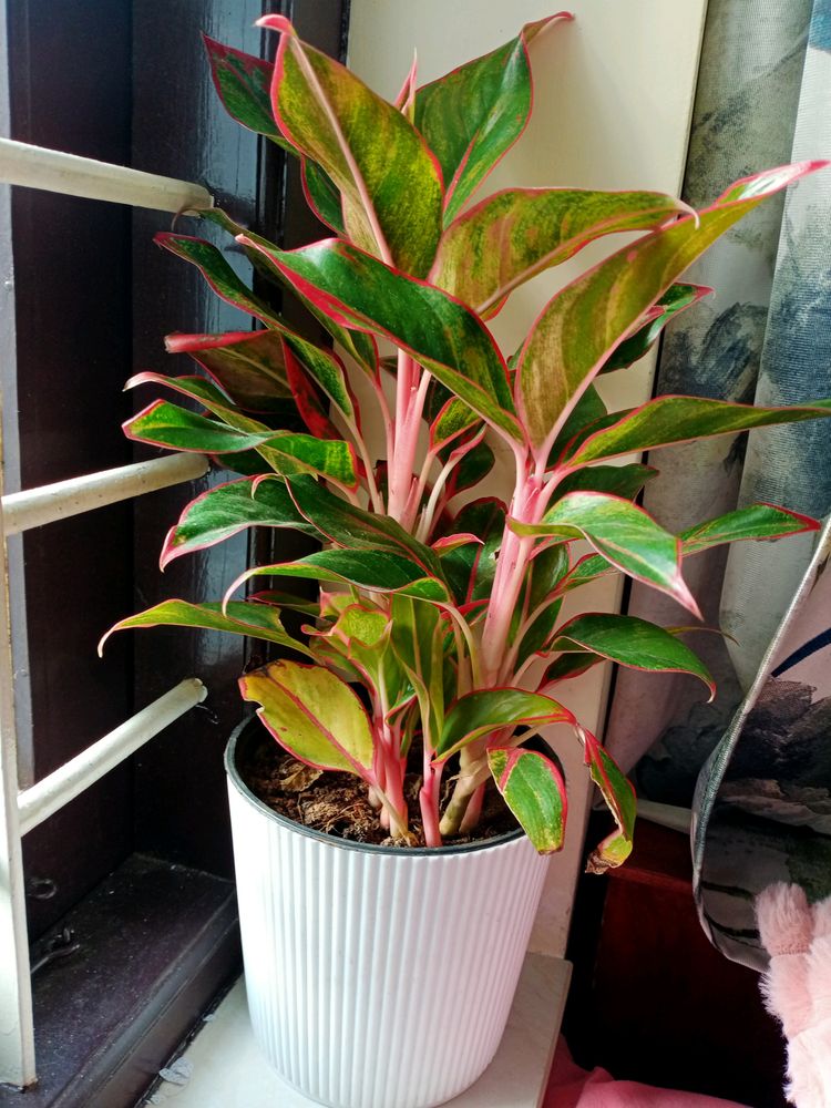 Aglonema Red Lipstick Plant