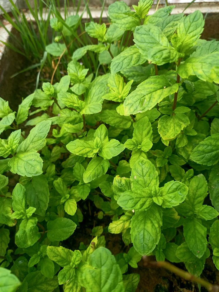 Pudina/ Mint Plant