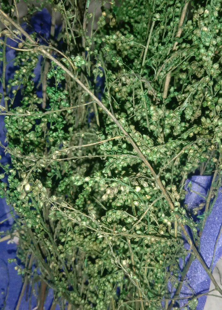 dry green sweet wormwood