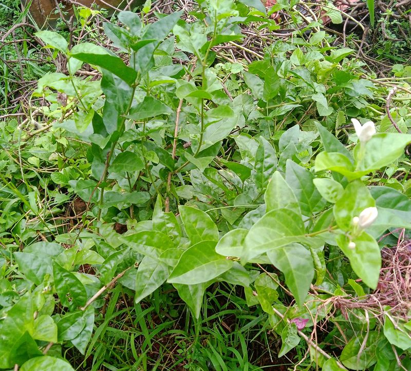 Star Jasmin Plant