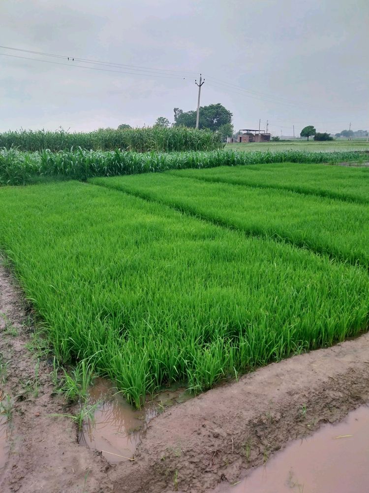 rice plant