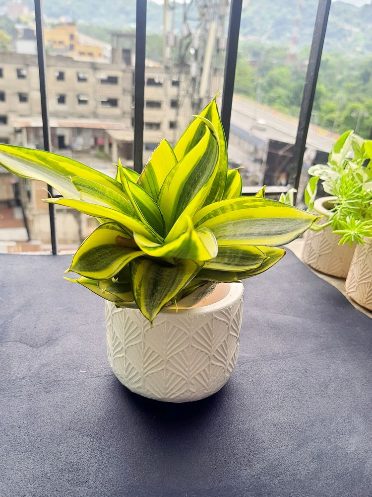 Snake Plant In Concrete Pot