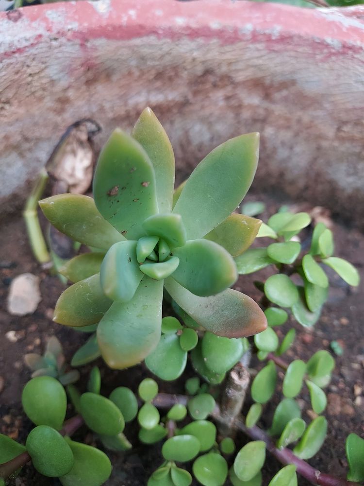 Two SUCCULENTS COMBO