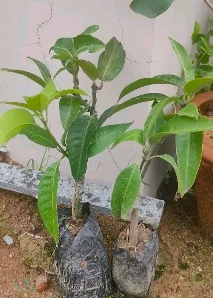 Grafted Mango