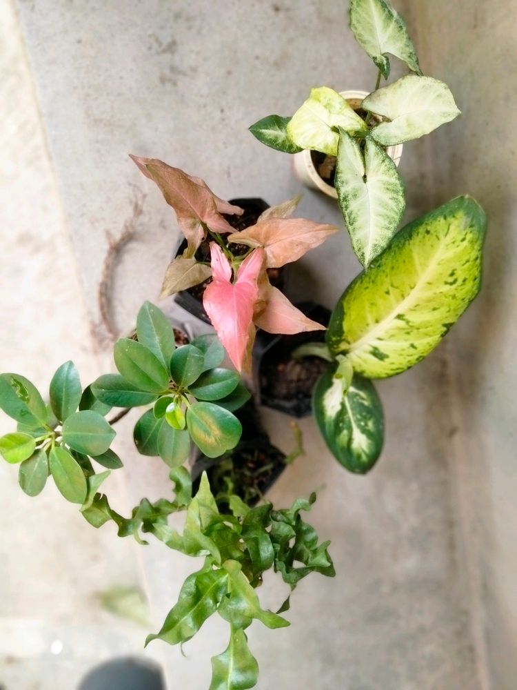 Mix Air Purifying Plants