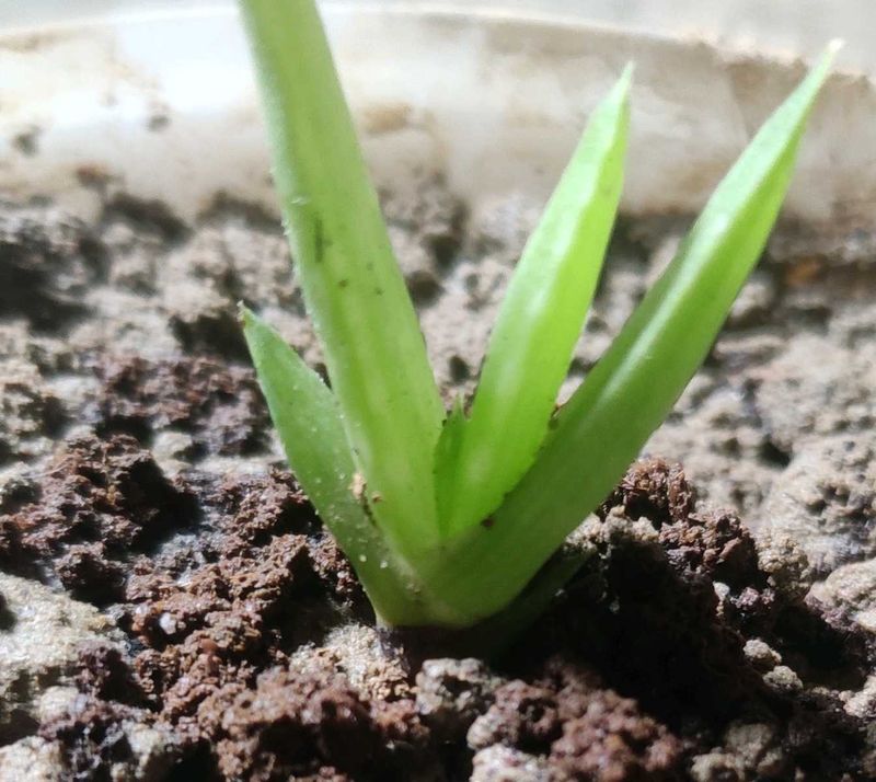 Fresh Baby Aloevera Plant