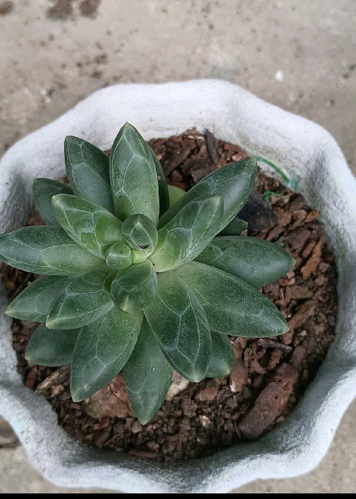 Little Jewel Succulent